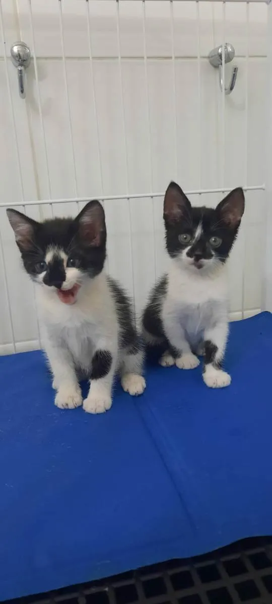 Gato raça Srd idade Abaixo de 2 meses nome Maya e Luna