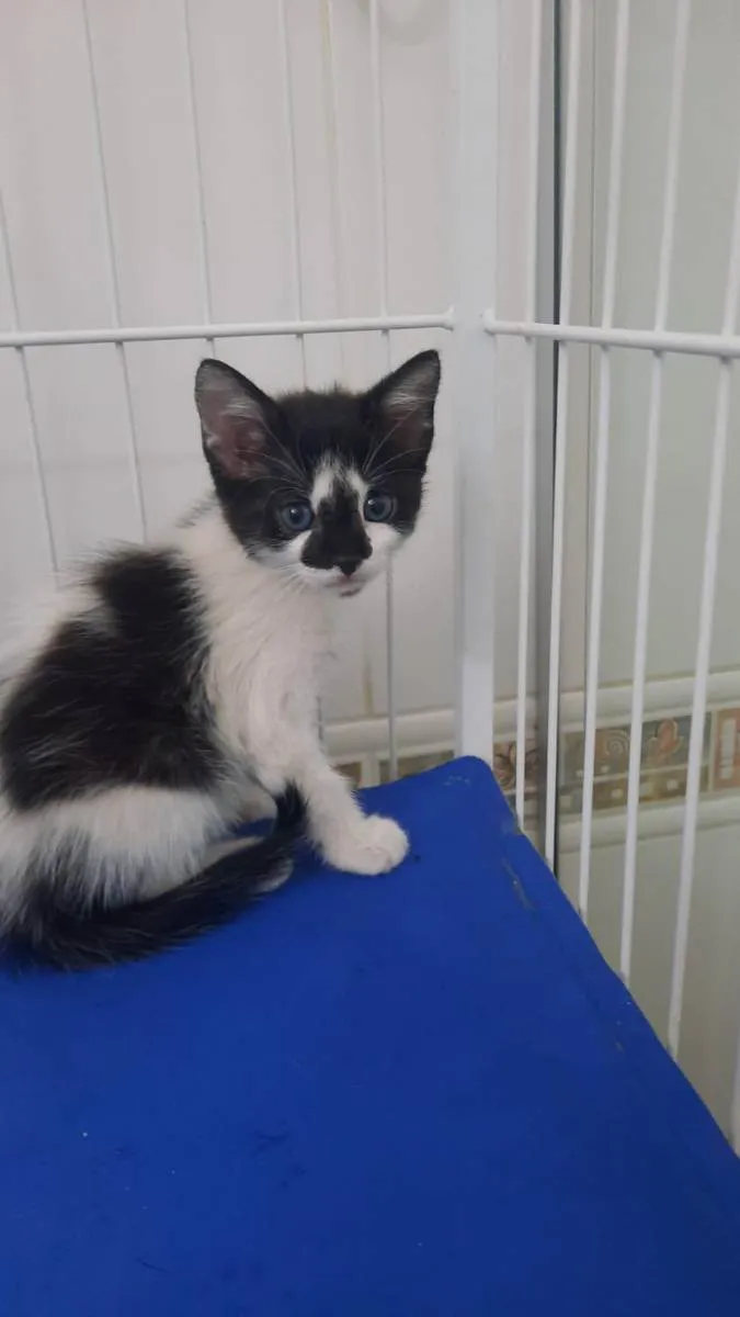 Gato raça Srd idade Abaixo de 2 meses nome Maya e Luna