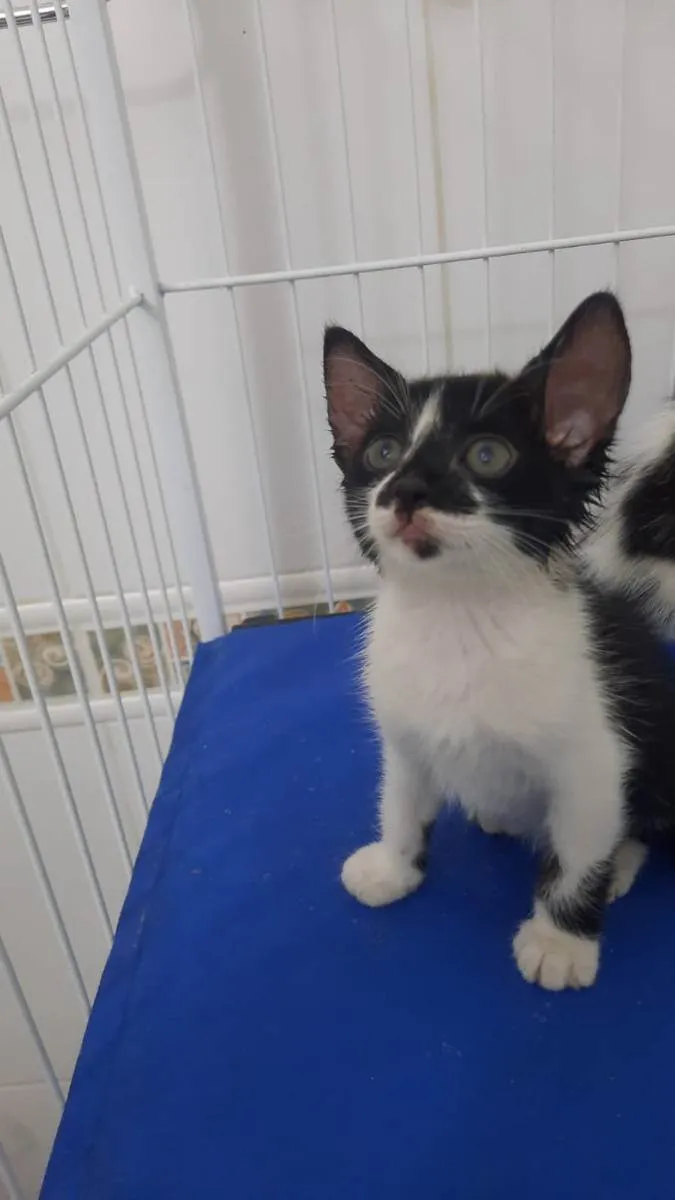 Gato raça Srd idade Abaixo de 2 meses nome Maya e Luna