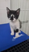 Maya e Luna