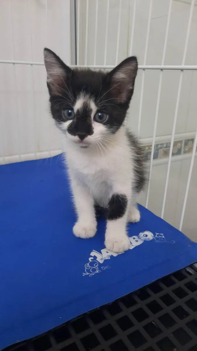 Gato raça Srd idade Abaixo de 2 meses nome Maya e Luna