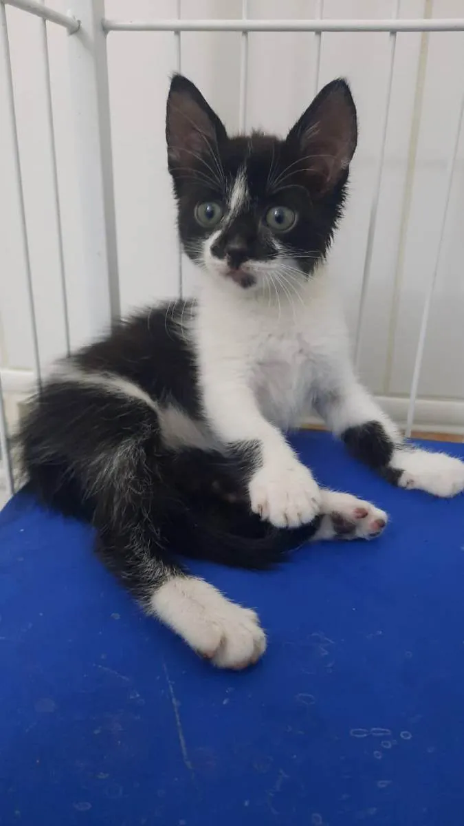 Gato raça Srd idade Abaixo de 2 meses nome Maya e Luna