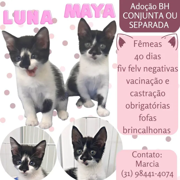 Gato raça Srd idade Abaixo de 2 meses nome Maya e Luna