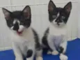 Maya e Luna