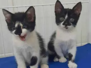 Gato raça Srd idade Abaixo de 2 meses nome Maya e Luna