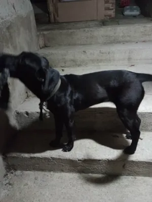 Cachorro raça Viralata idade 7 a 11 meses nome Lua