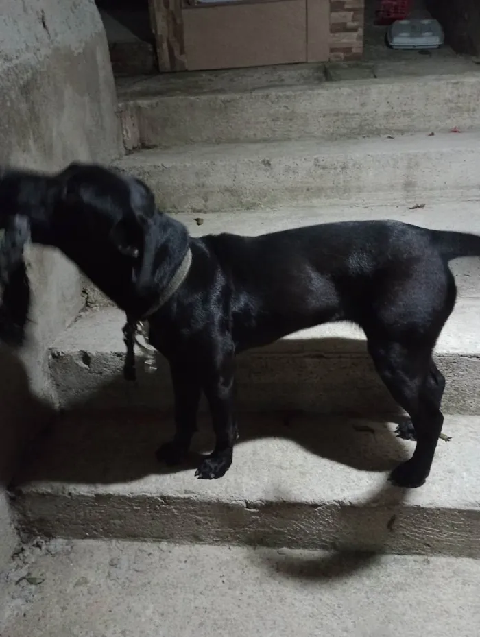 Cachorro ra a Viralata idade 7 a 11 meses nome Lua