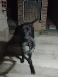 Lua