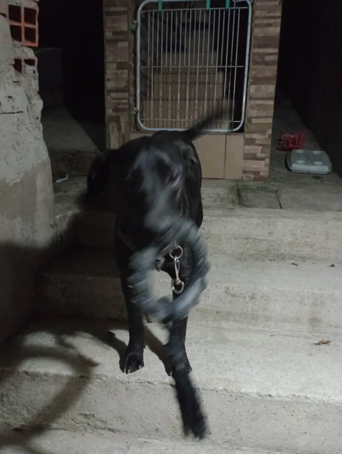 Cachorro ra a Viralata idade 7 a 11 meses nome Lua