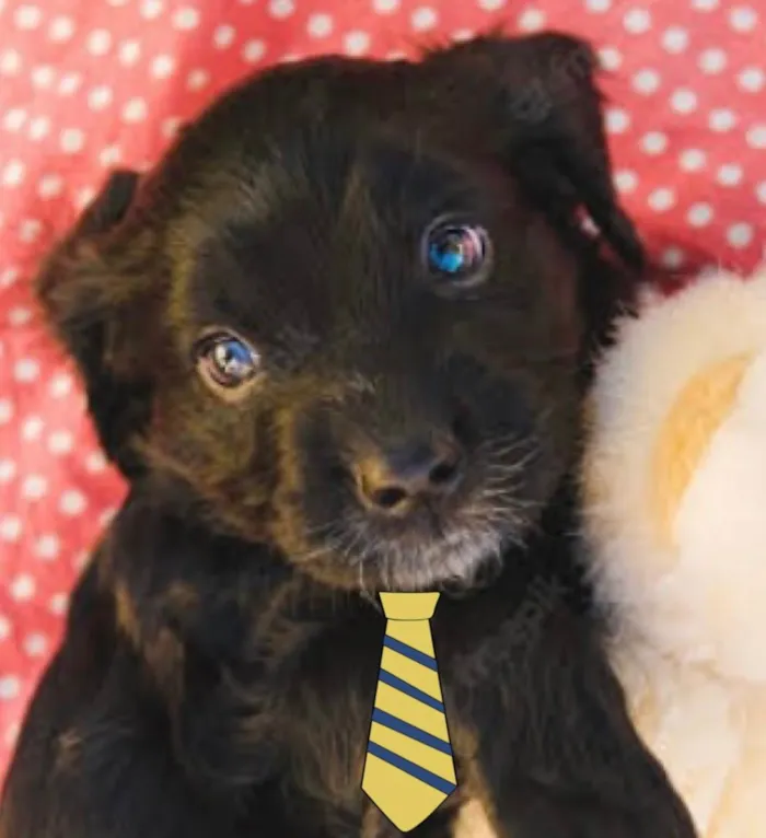 Cachorro ra a Mestiço  idade 2 a 6 meses nome Theo 