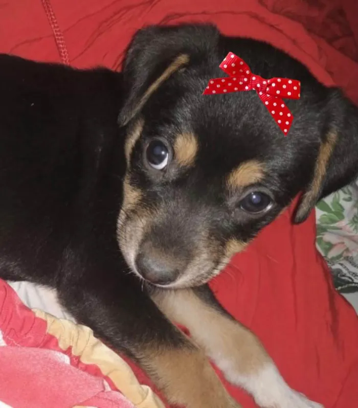 Cachorro ra a Mestiça  idade 2 a 6 meses nome Mel 