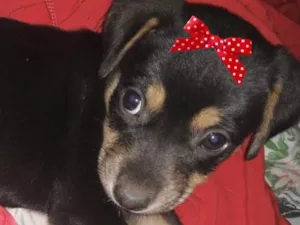 Cachorro raça Mestiça  idade 2 a 6 meses nome Mel 