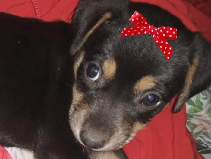 Cachorro ra a Mestiça  idade 2 a 6 meses nome Mel 