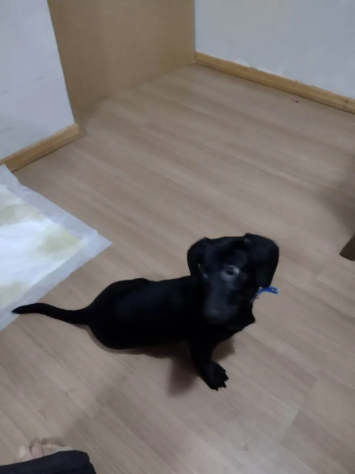 Cachorro ra a Basset teckel  idade 2 a 6 meses nome Luke