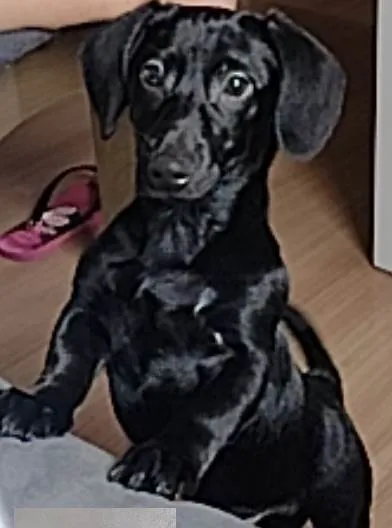 Cachorro ra a Basset teckel  idade 2 a 6 meses nome Luke