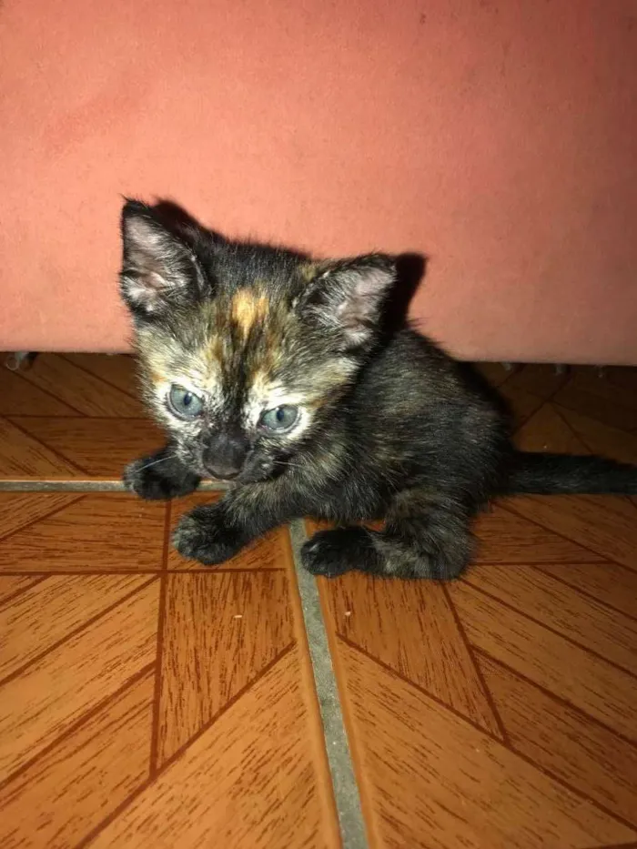 Gato ra a  idade Abaixo de 2 meses nome Bolinha