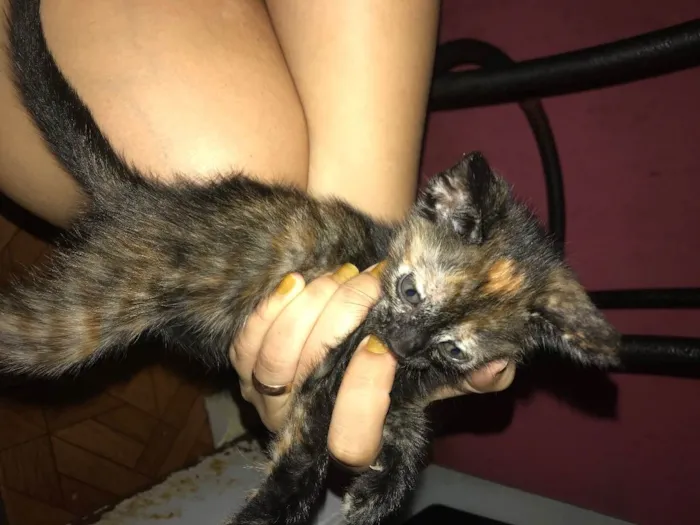 Gato ra a  idade Abaixo de 2 meses nome Bolinha