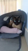 Maya