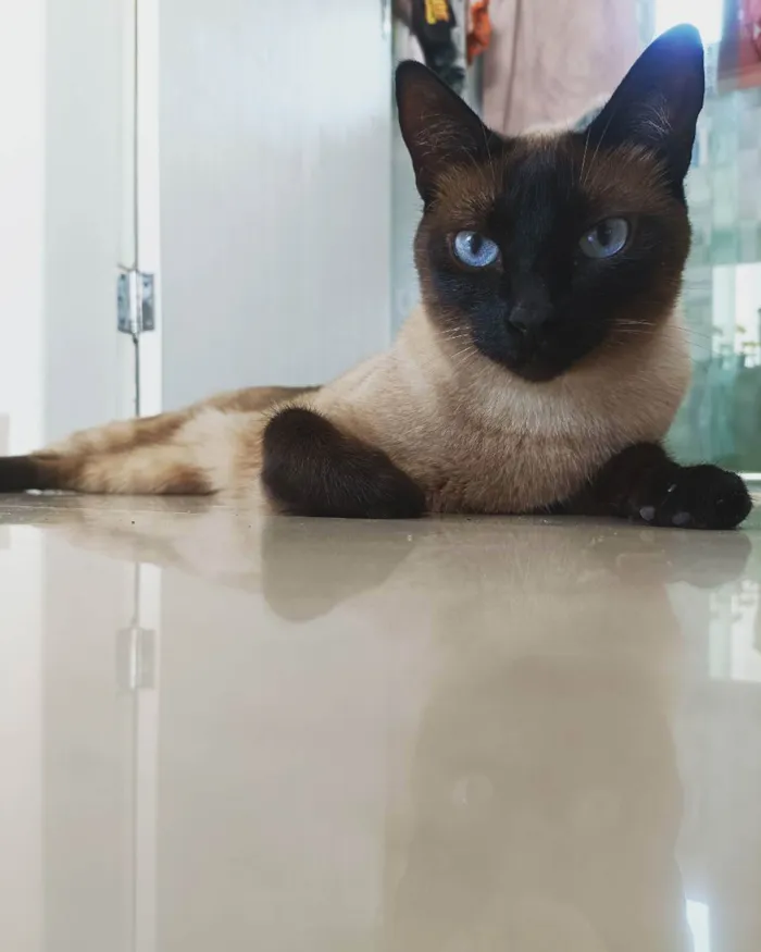 Gato ra a SRD (siamês) idade 3 anos nome Maya