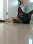 Maya
