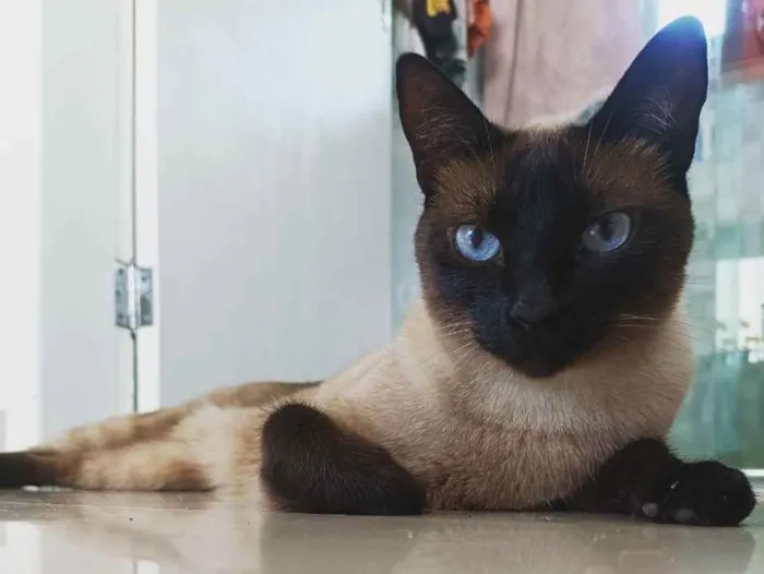 Gato ra a SRD (siamês) idade 3 anos nome Maya