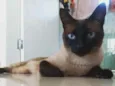 Maya