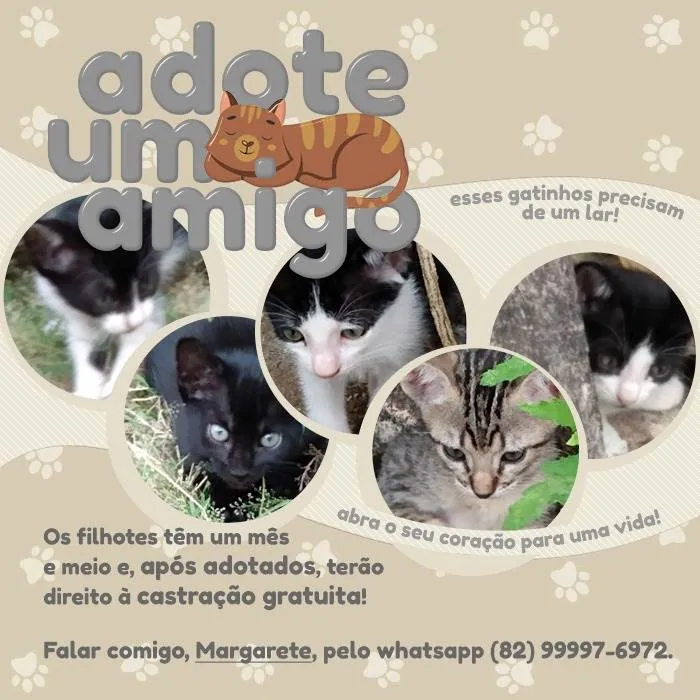 Gato ra a  idade 2 a 6 meses nome sem nome