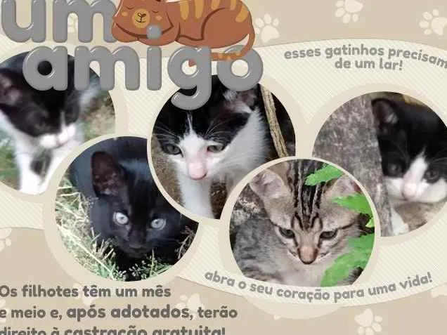 Gato ra a  idade 2 a 6 meses nome sem nome