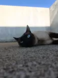 Maya
