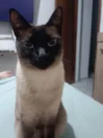 Maya