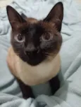 Maya