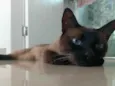 Maya