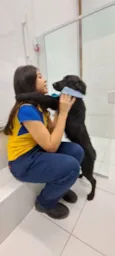 Cachorro raça Srd idade 7 a 11 meses nome Caju