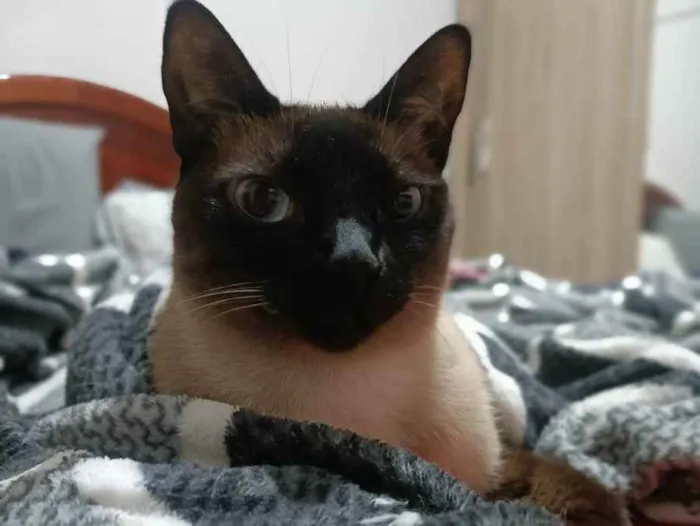 Gato ra a SRD (siamês) idade 3 anos nome Maya