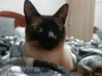 Maya