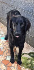 Cachorro raça Srd idade 7 a 11 meses nome Caju