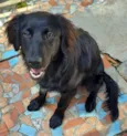 Cachorro raça Srd idade 7 a 11 meses nome Caju