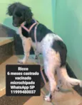 Cachorro raça Std idade 7 a 11 meses nome Ricco
