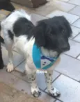 Cachorro raça Std idade 7 a 11 meses nome Ricco