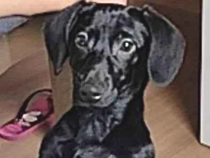 Cachorro ra a Basset teckel  idade 2 a 6 meses nome Luke
