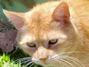 Gato raça Mestiço  idade 1 ano nome Tom 