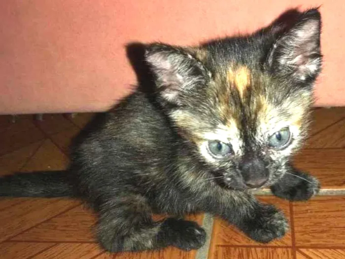 Gato ra a  idade Abaixo de 2 meses nome Bolinha