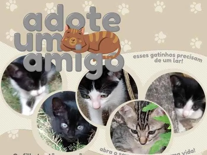 Gato ra a  idade 2 a 6 meses nome sem nome