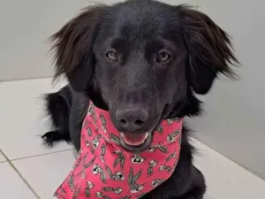 Cachorro raça Srd idade 7 a 11 meses nome Caju