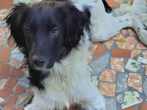 Cachorro raça Std idade 7 a 11 meses nome Ricco