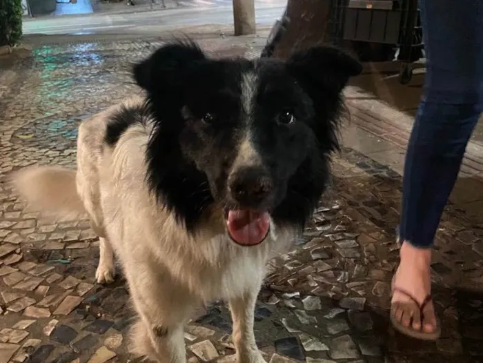 Cachorro ra a  idade  nome Oreo