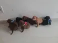 FILHOTES 
