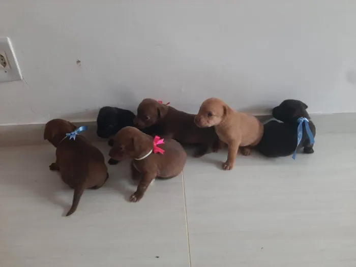 Cachorro raça  idade Abaixo de 2 meses nome FILHOTES 