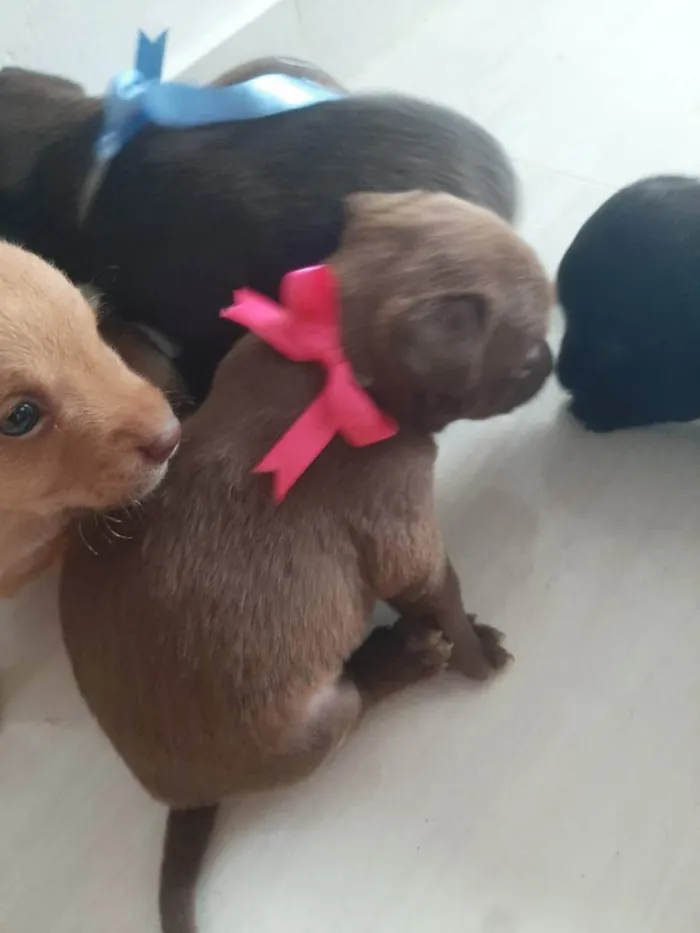 Cachorro raça  idade Abaixo de 2 meses nome FILHOTES 