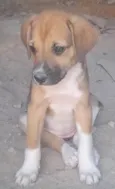 Cachorrinhos